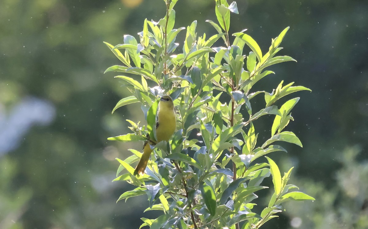 Orchard Oriole - ML618375873