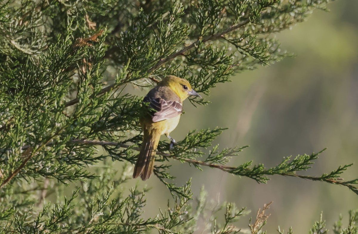 Orchard Oriole - ML618375874