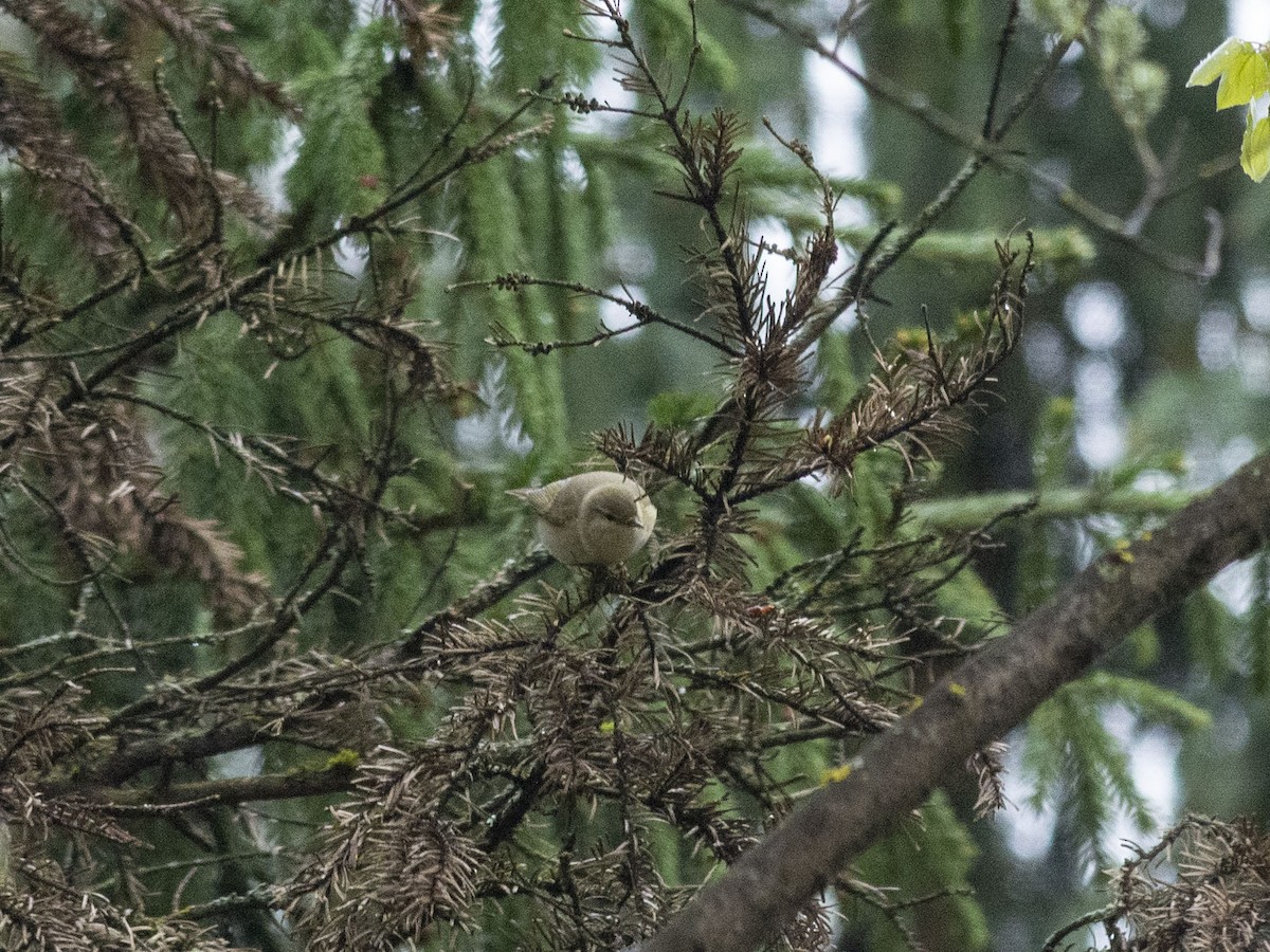 Common Chiffchaff - ML618375875