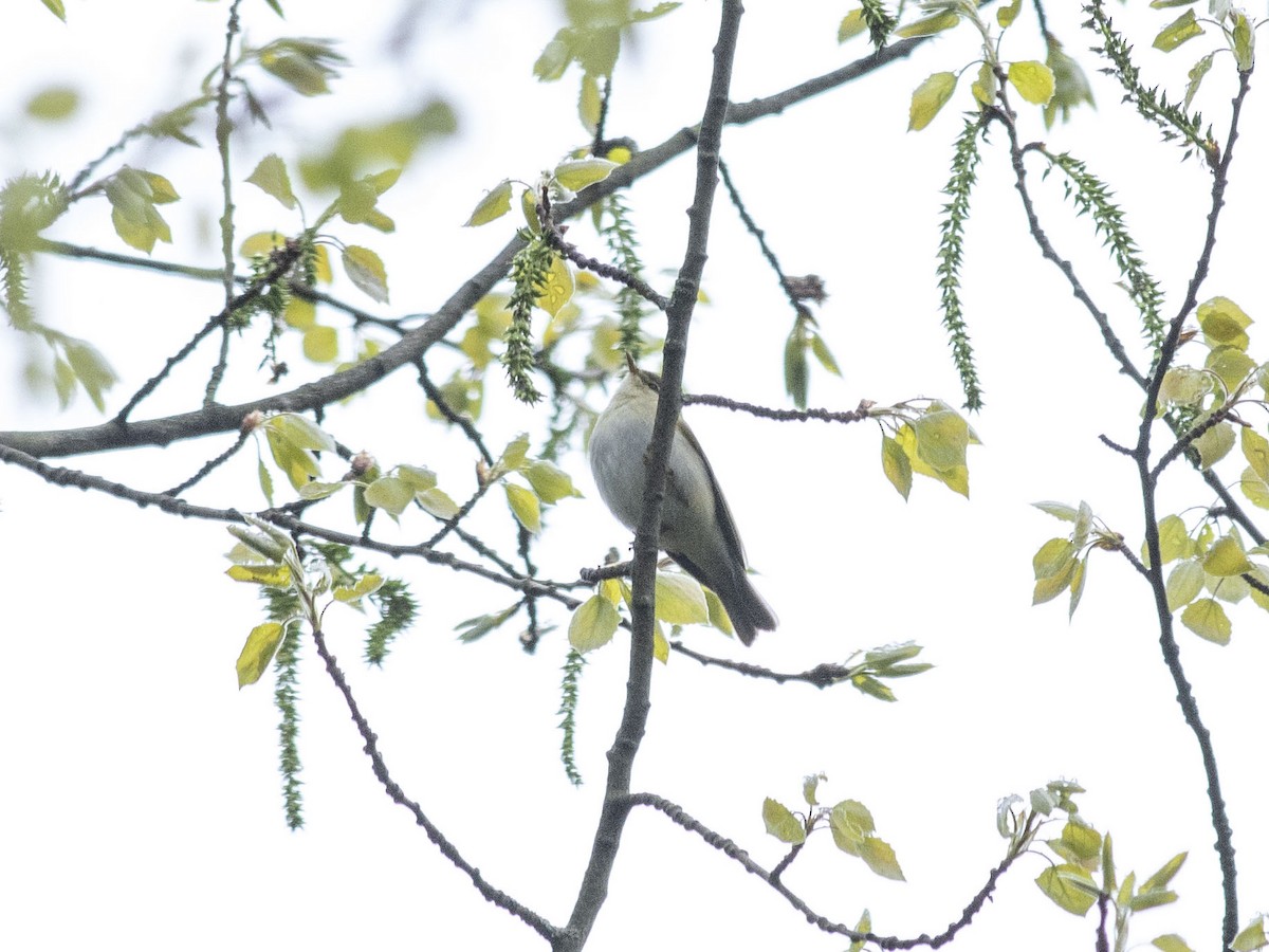 Common Chiffchaff - ML618375876