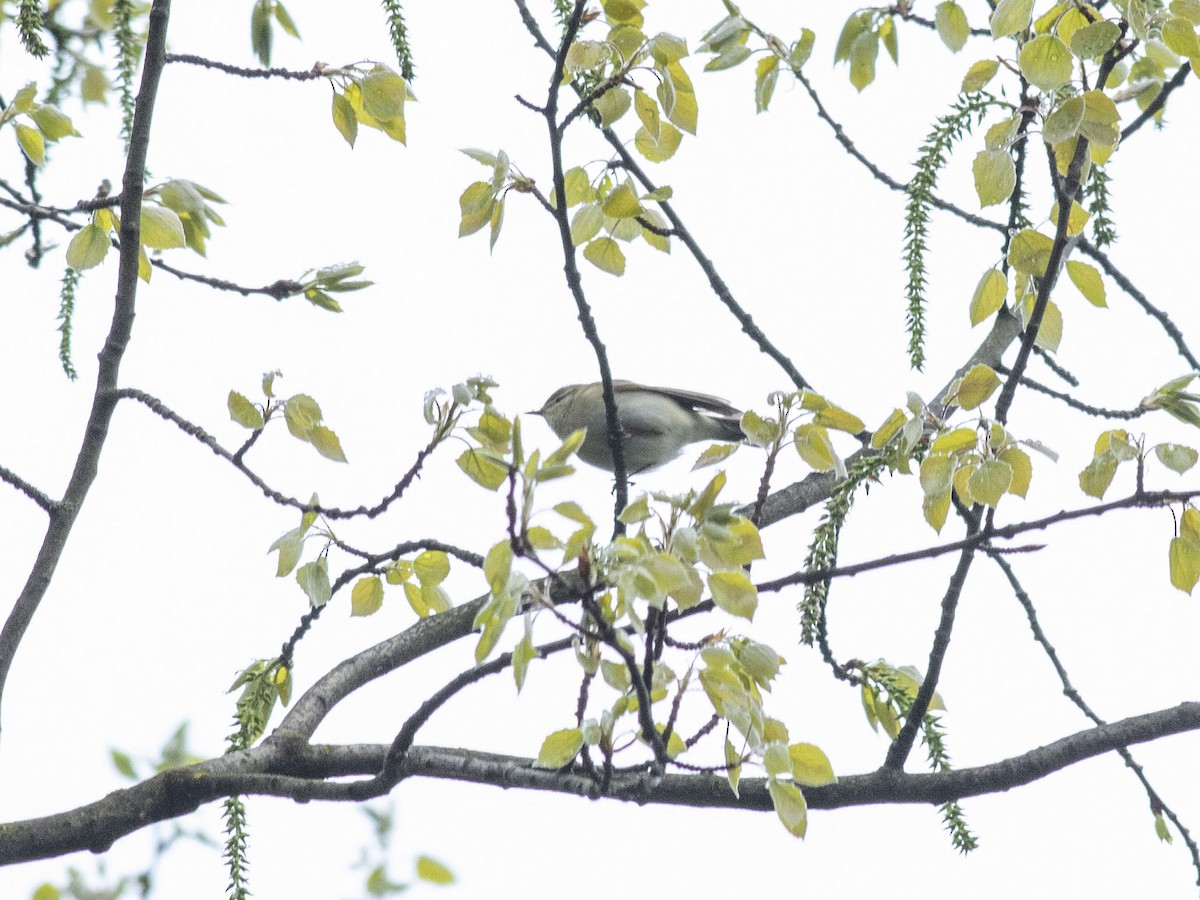 Common Chiffchaff - ML618375877