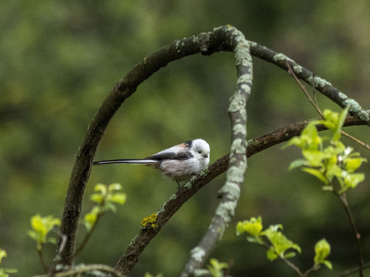 Long-tailed Tit (caudatus) - ML618375878