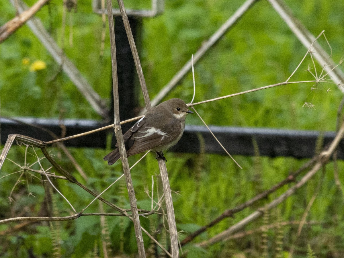 European Pied Flycatcher - ML618375917