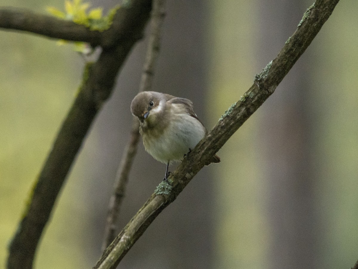 European Pied Flycatcher - ML618375919