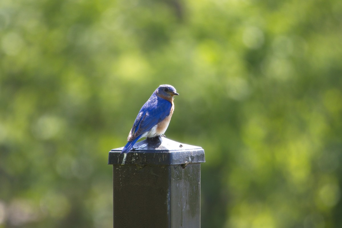 Eastern Bluebird - Steve Nicolai