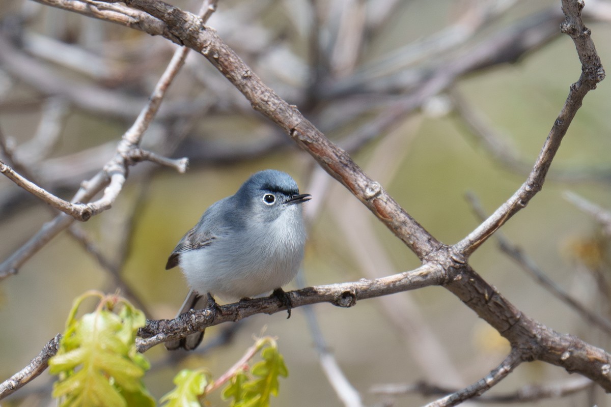 Blue-gray Gnatcatcher - Linda Chittum