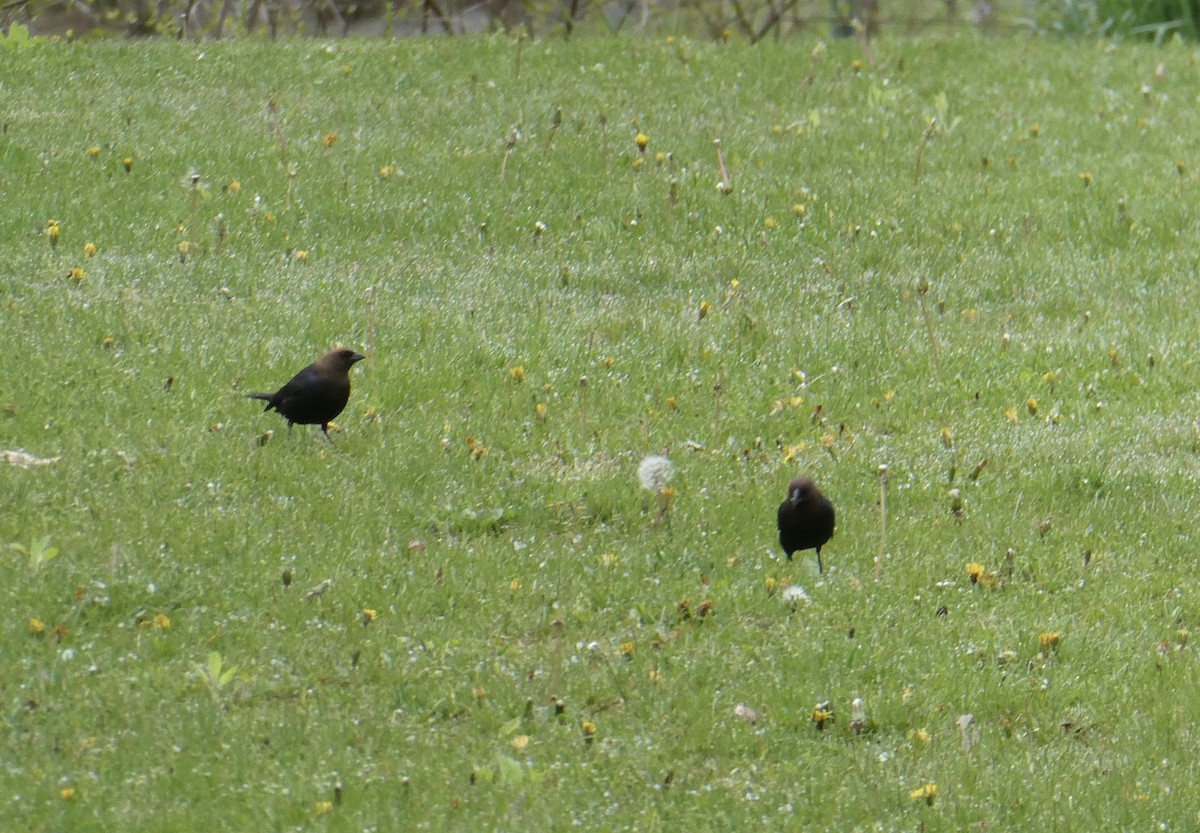 Brown-headed Cowbird - ML618375934