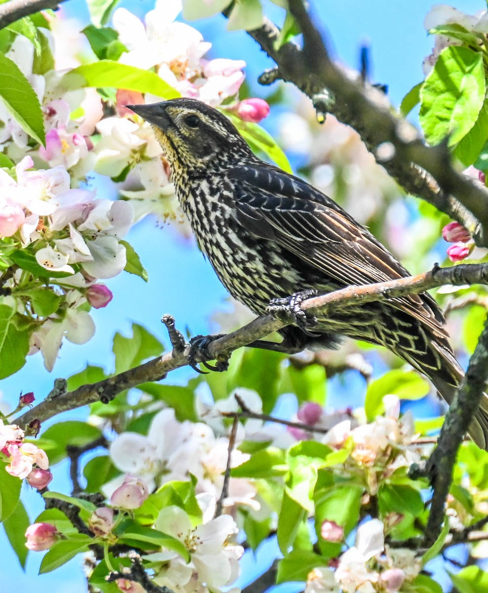 Red-winged Blackbird - Jackie Baldwin