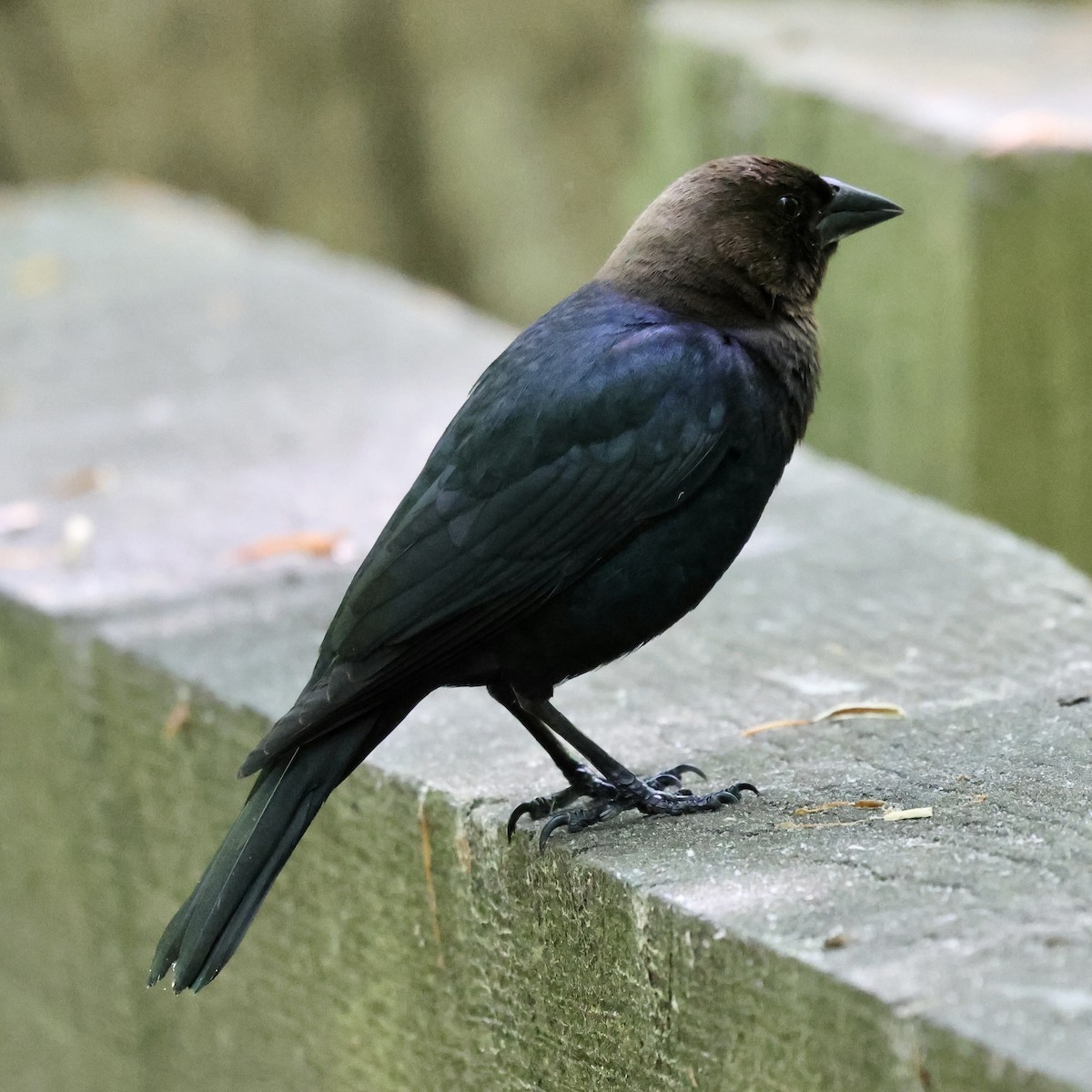 Brown-headed Cowbird - ML618375959