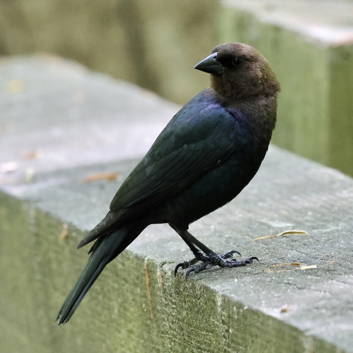 Brown-headed Cowbird - ML618375960