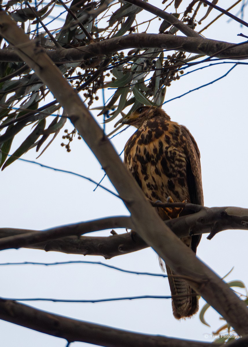 Harris's Hawk - Ariel Florentino