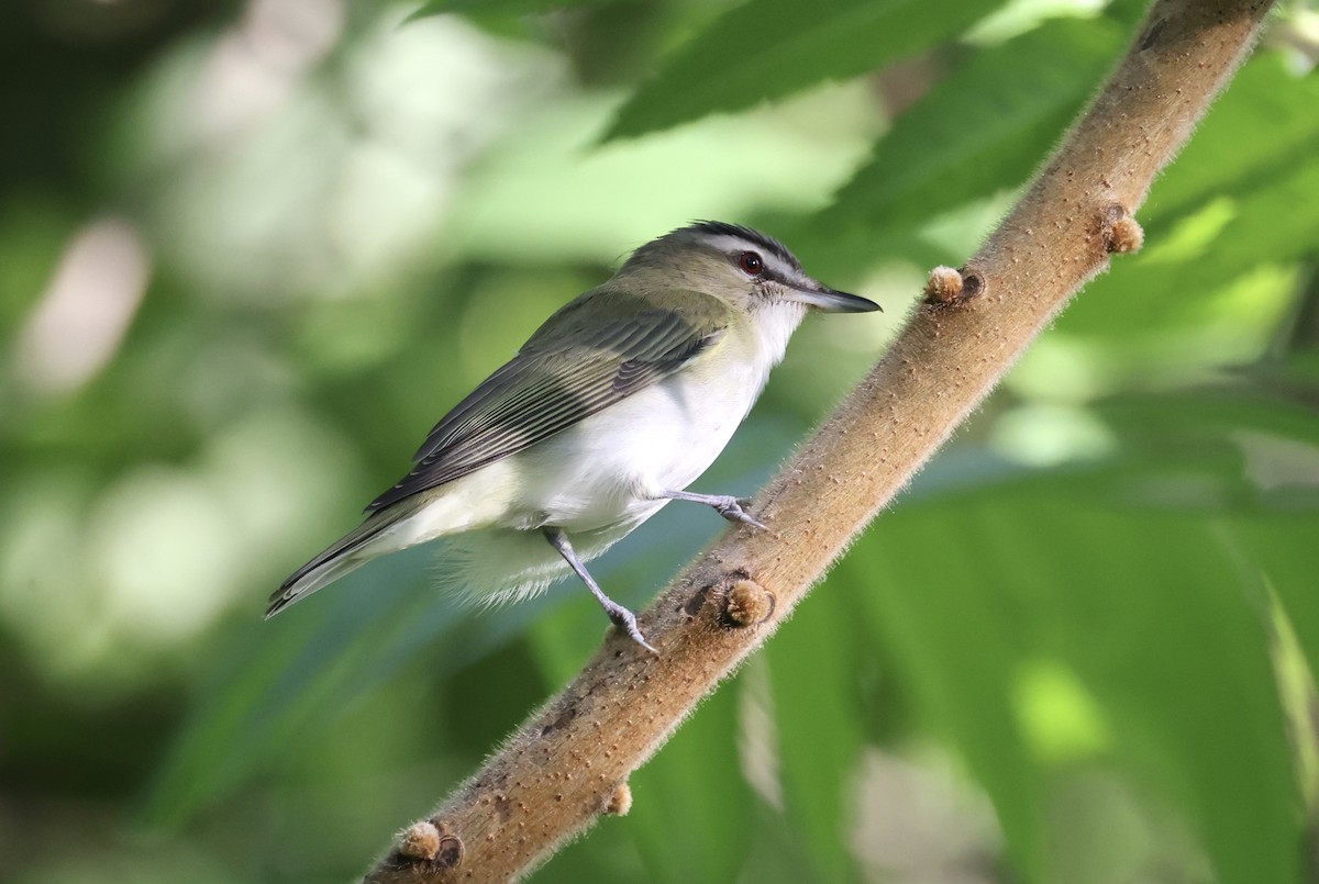 Kızıl Gözlü Vireo - ML618375967