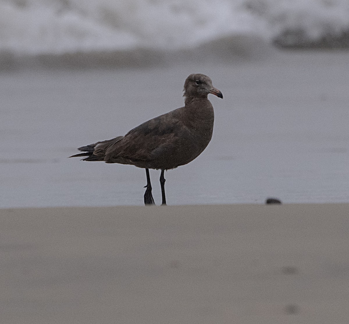 Heermann's Gull - Terry  Hurst