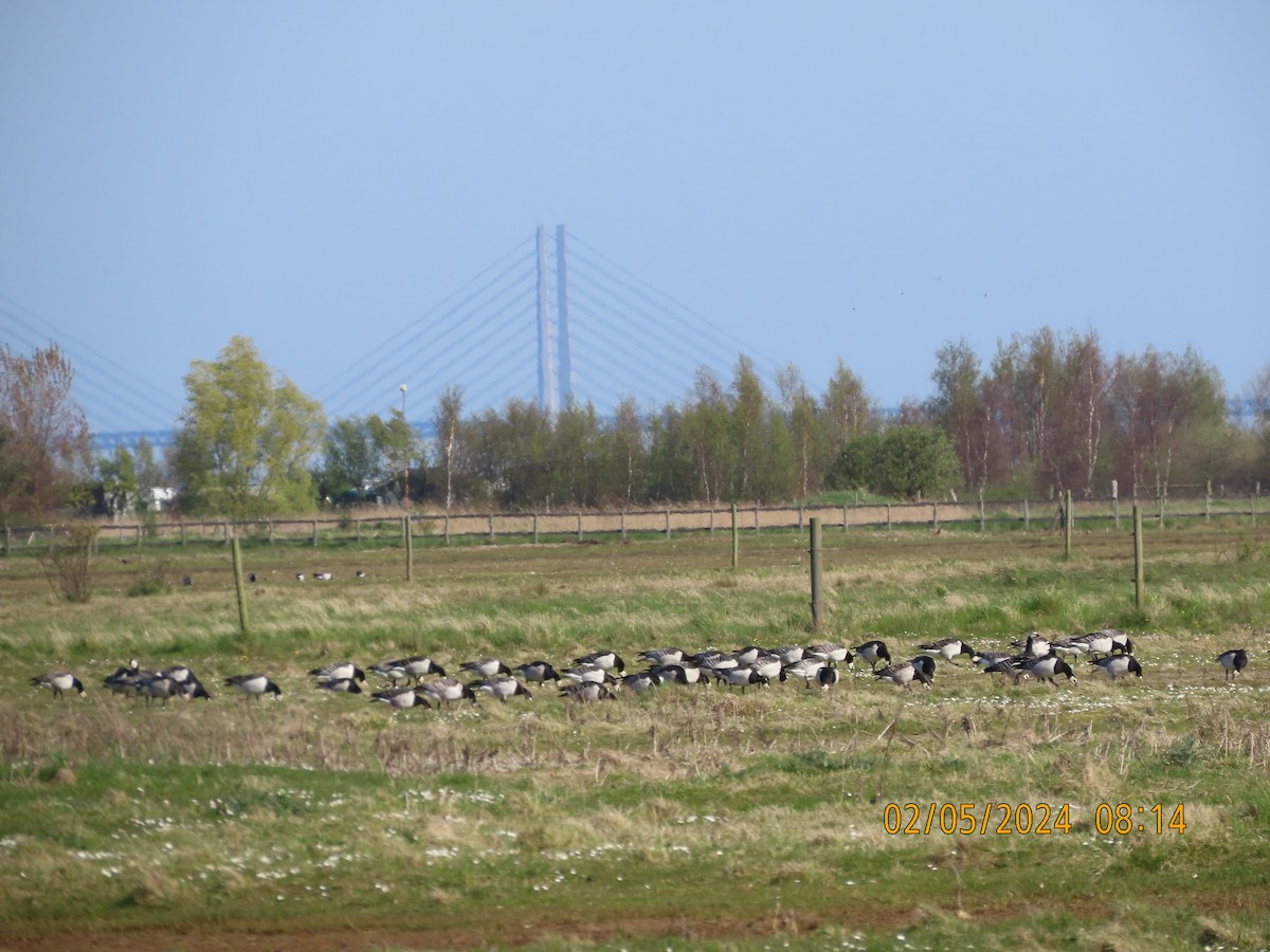 Barnacle Goose - ML618376014