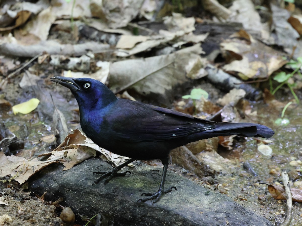 Common Grackle - ML618376027