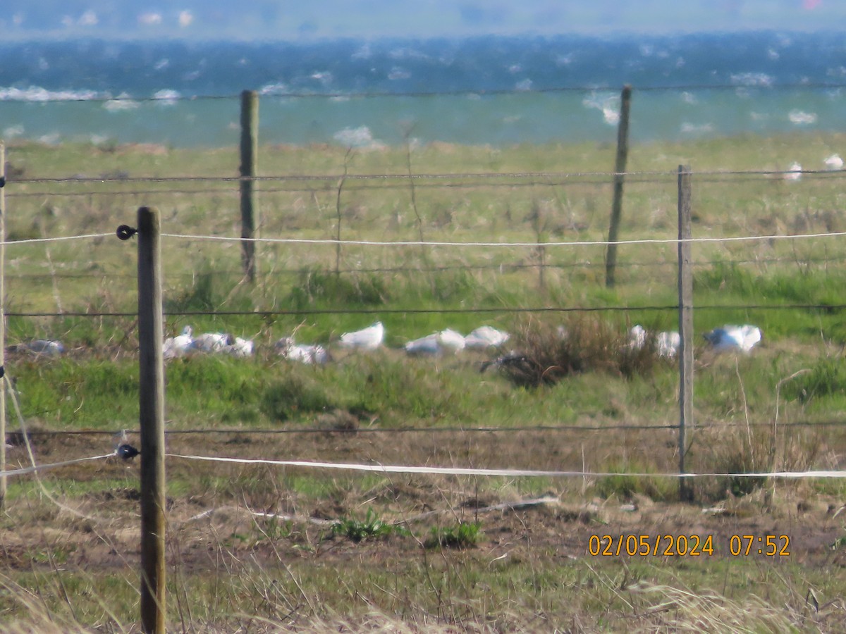 Black-headed Gull - ML618376029