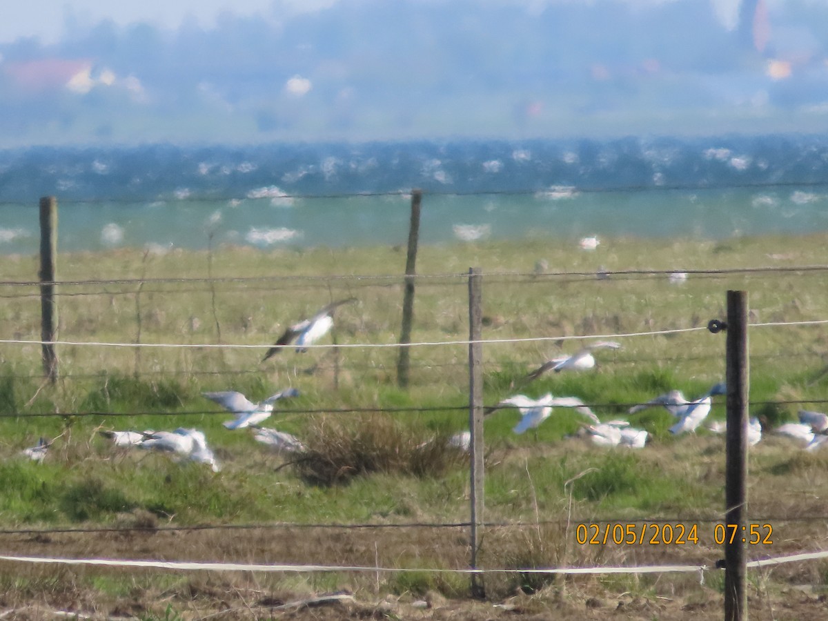 Black-headed Gull - ML618376030