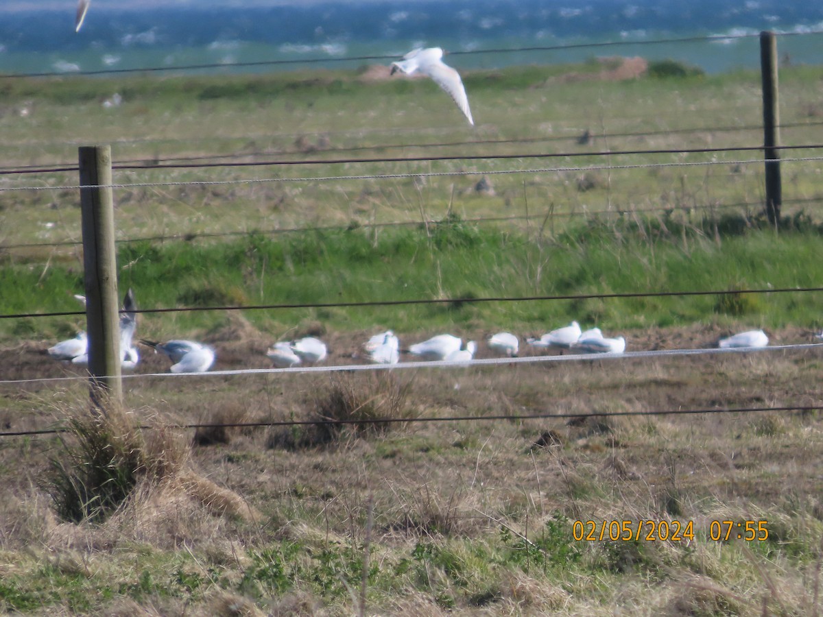 Black-headed Gull - ML618376031