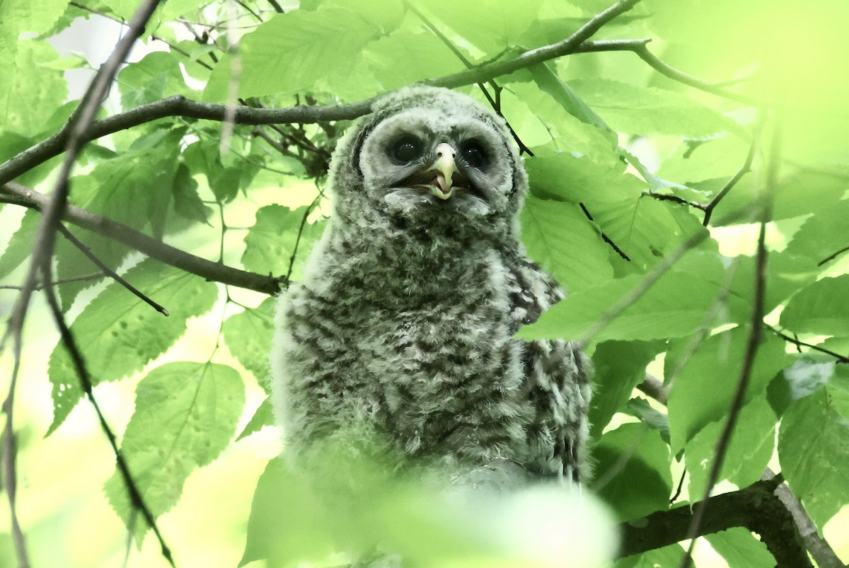 Barred Owl - ML618376066