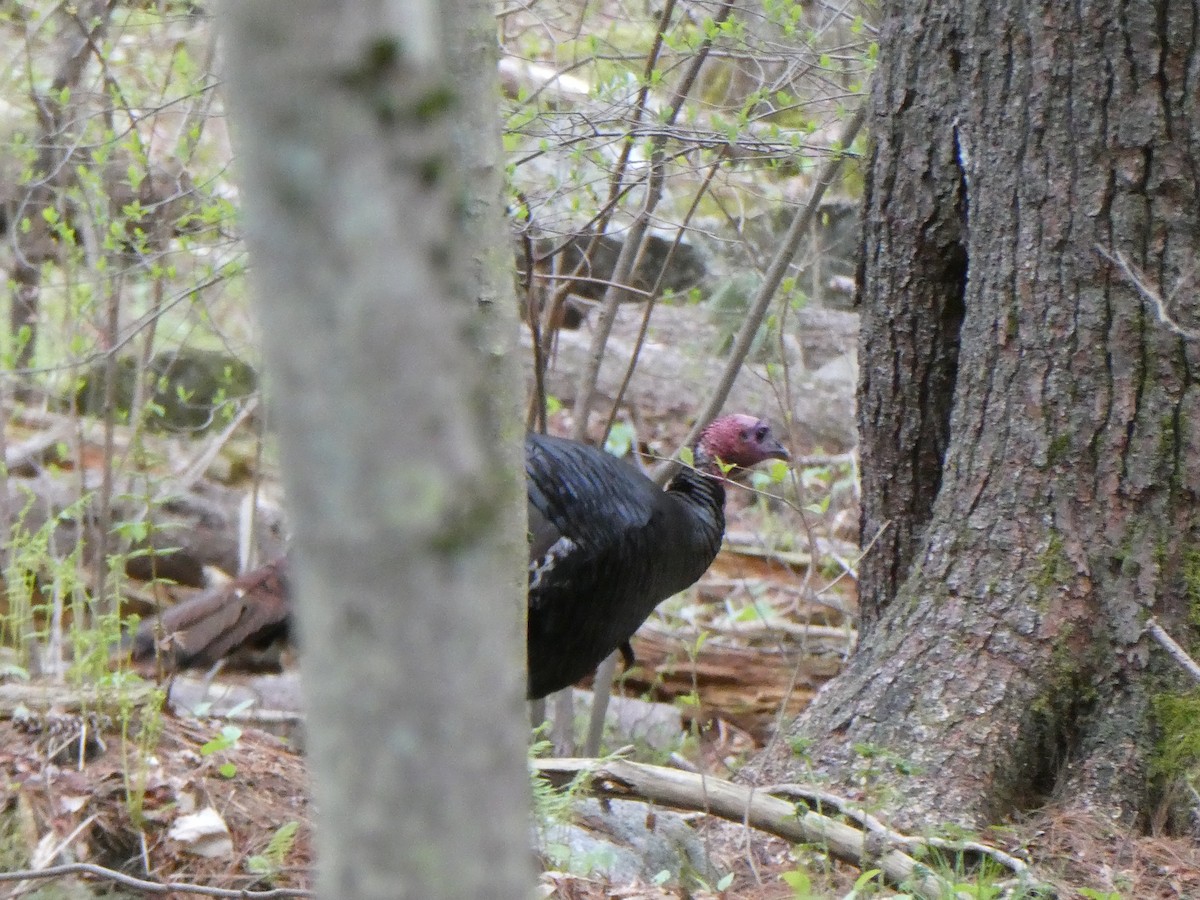 Wild Turkey - ML618376069