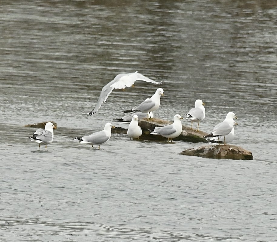 Ring-billed Gull - Regis Fortin