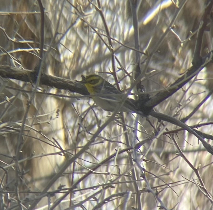 Townsend's Warbler - Lucian Davis