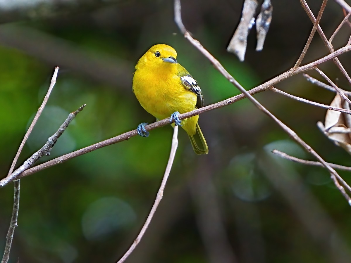 Common Iora - Mei Hsiao