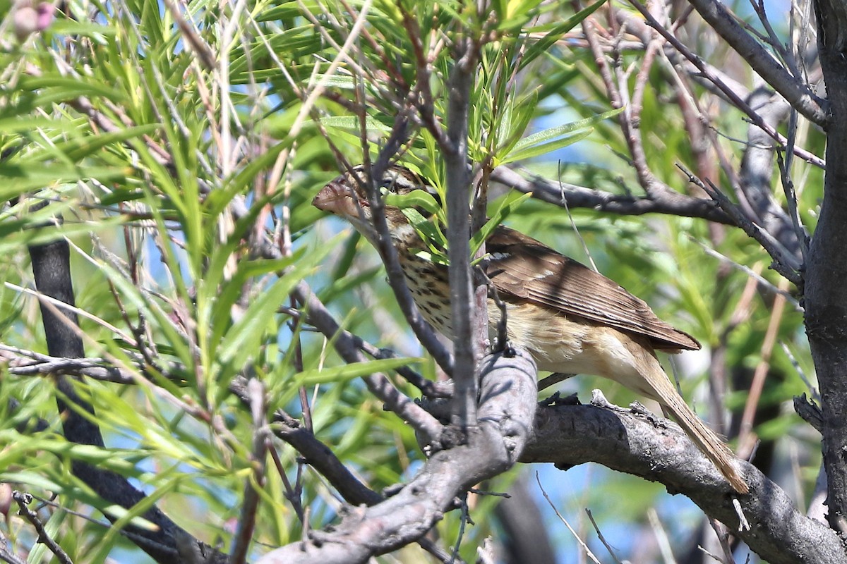 Rose-breasted Grosbeak - Jason Leifester