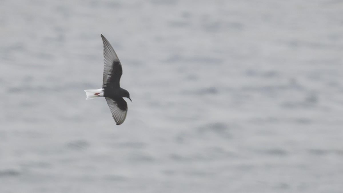 White-winged Tern - Engin BIYIKOĞLU