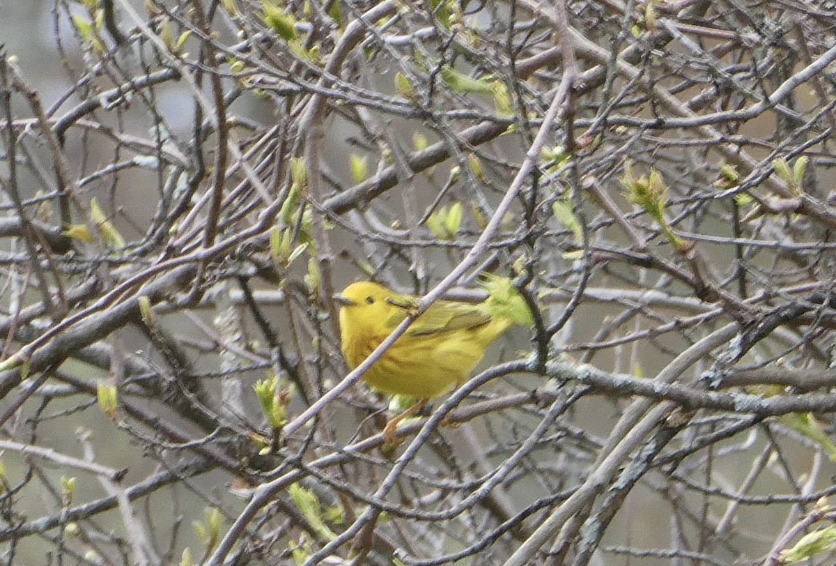 Yellow Warbler - ML618376127