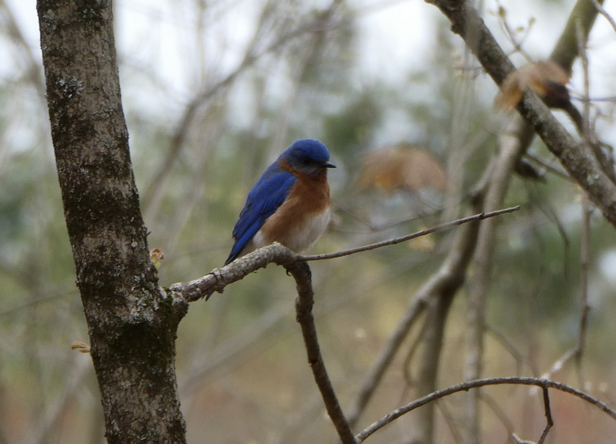 Eastern Bluebird - ML618376134