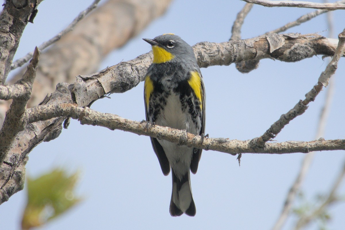 Yellow-rumped Warbler - Max Miller