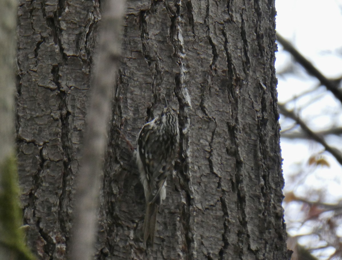 Brown Creeper - ML618376195