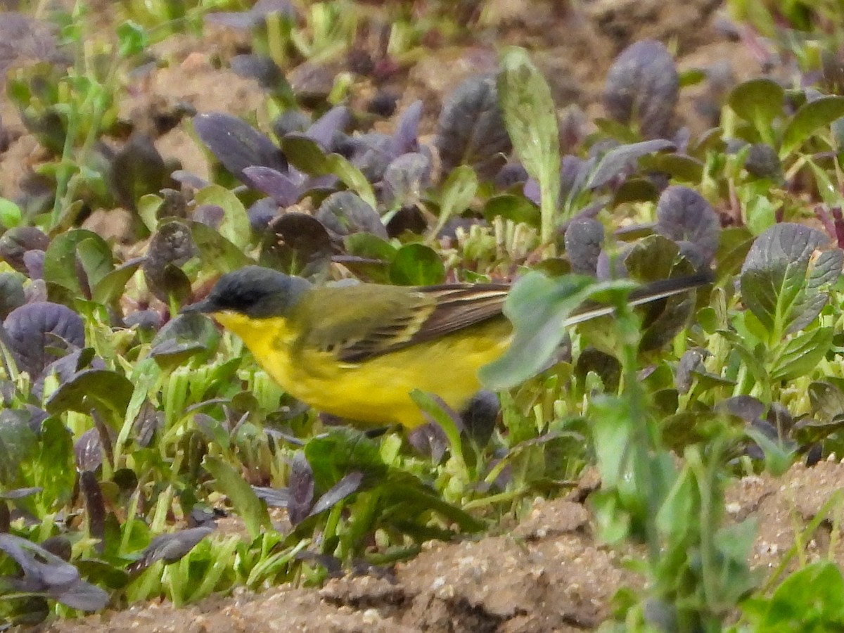 Western Yellow Wagtail (thunbergi) - ML618376202