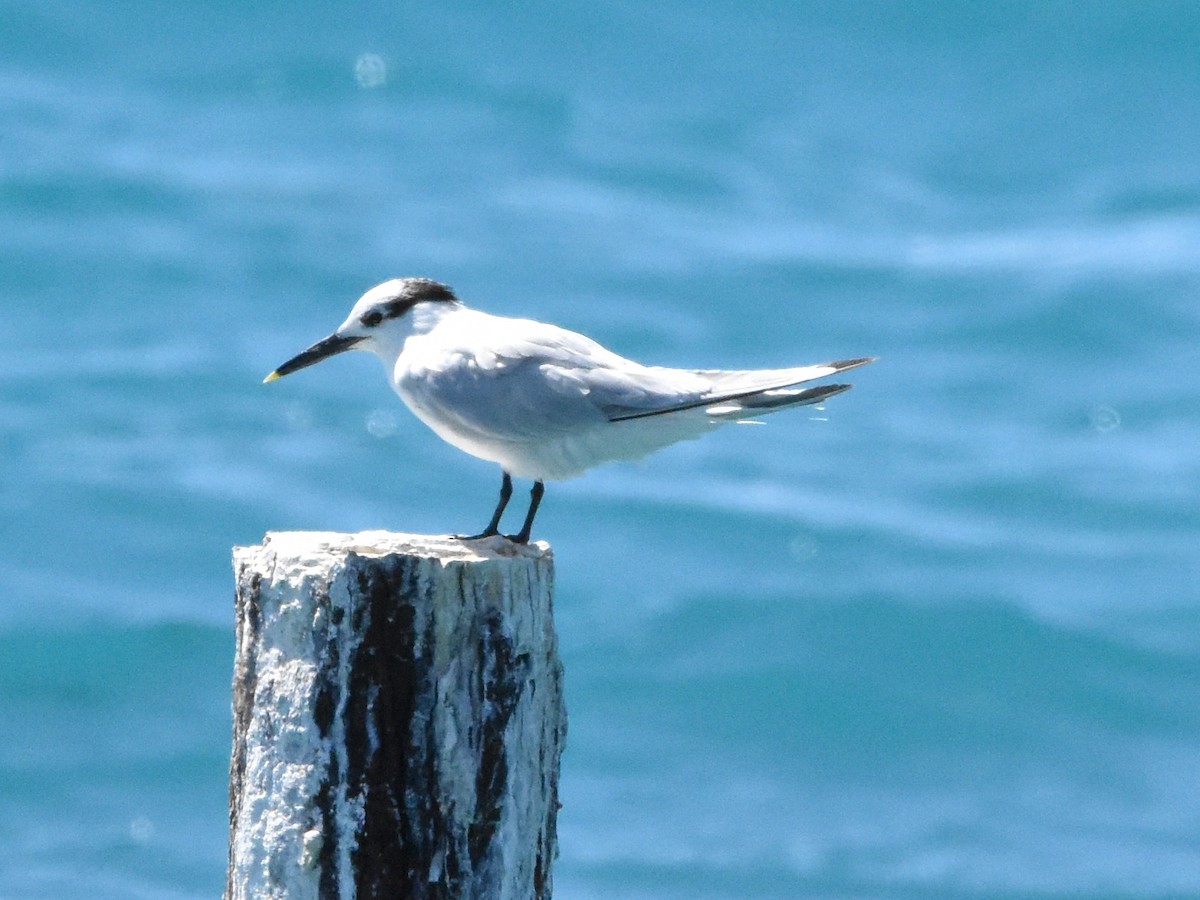 Sandwich Tern - ML618376218