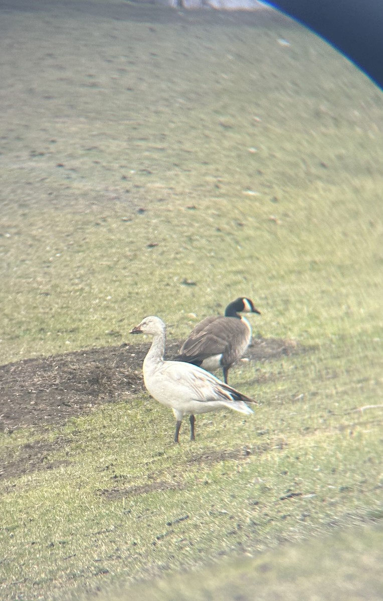 Snow Goose - Camryn Vestby