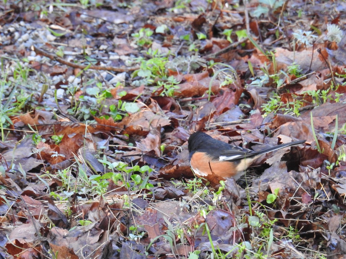 Eastern Towhee - ML618376280