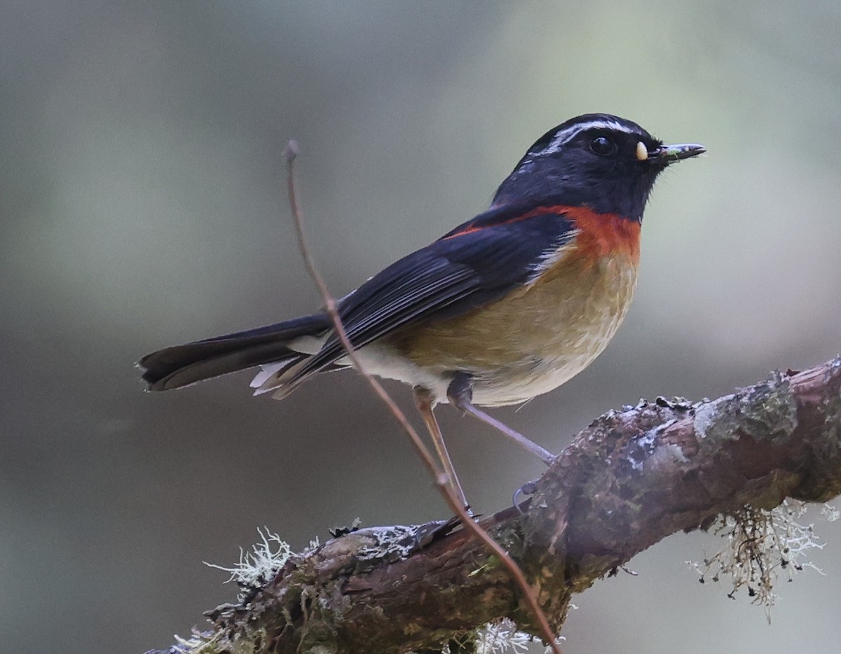 Collared Bush-Robin - ML618376301