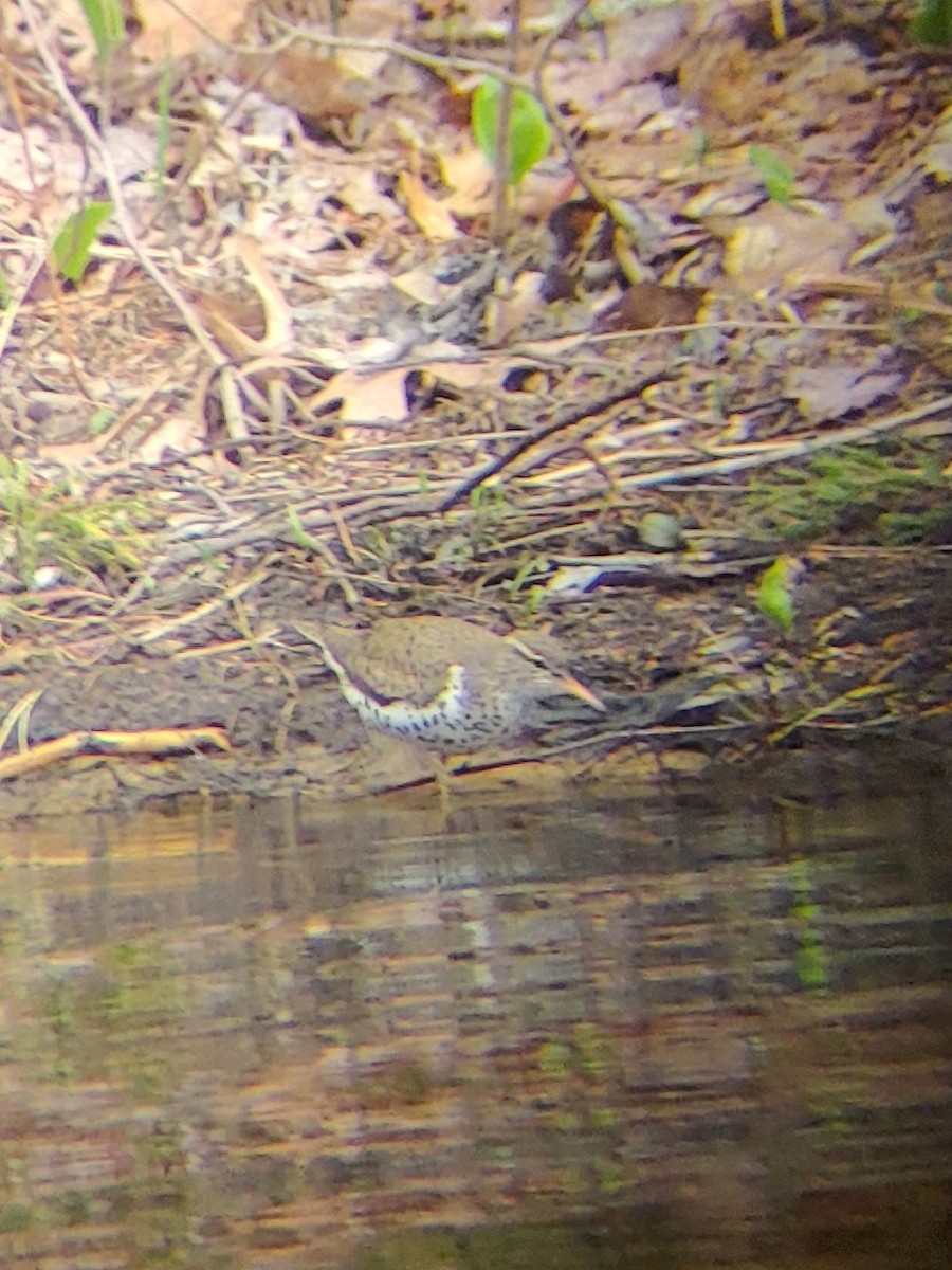 Spotted Sandpiper - James Teitgen