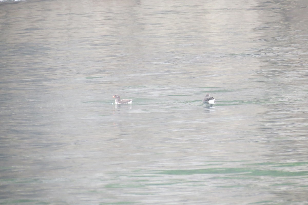 Parakeet Auklet - Sam Holcomb