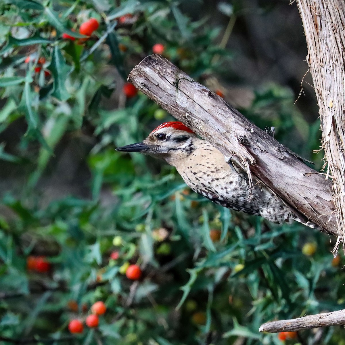 Ladder-backed Woodpecker - ML618376349