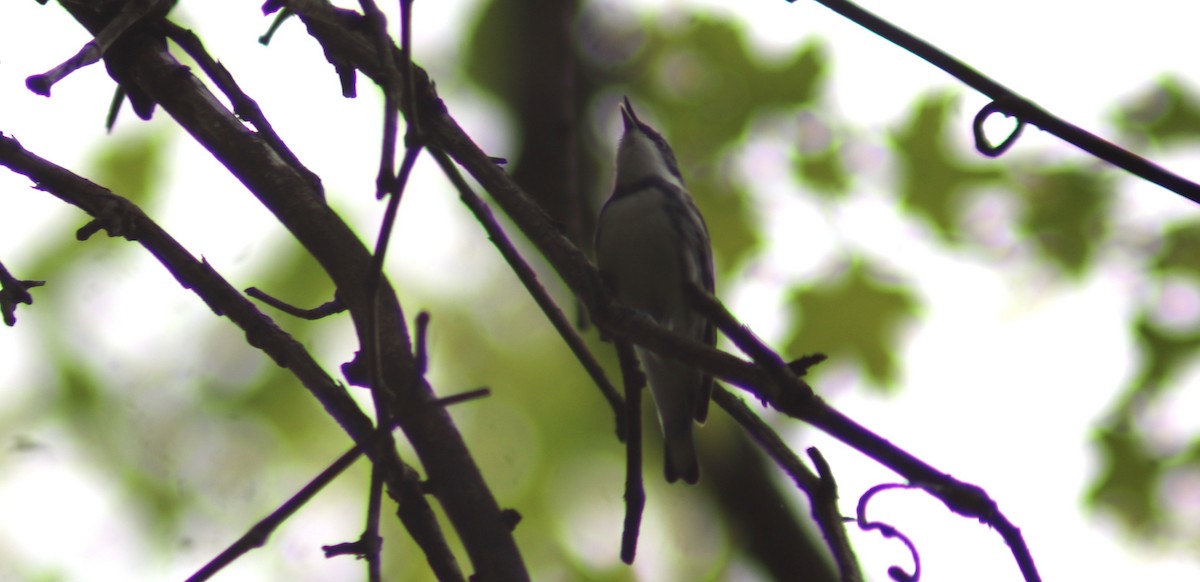 Cerulean Warbler - BJ dooley