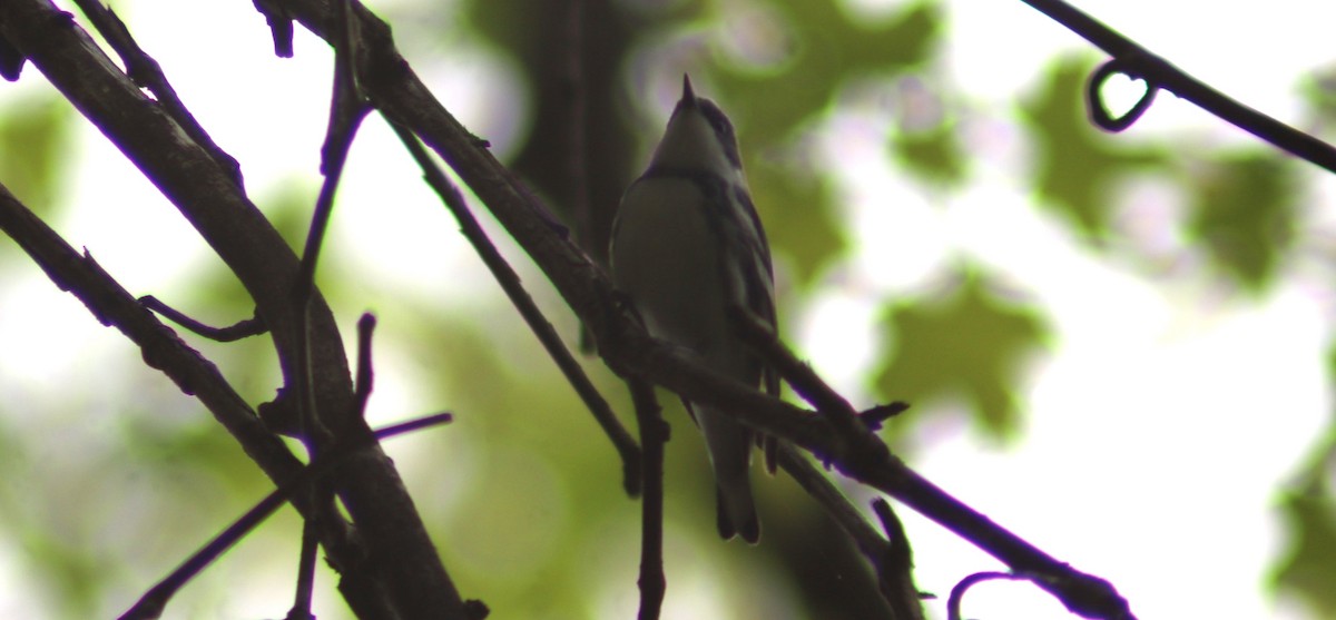 Cerulean Warbler - BJ dooley