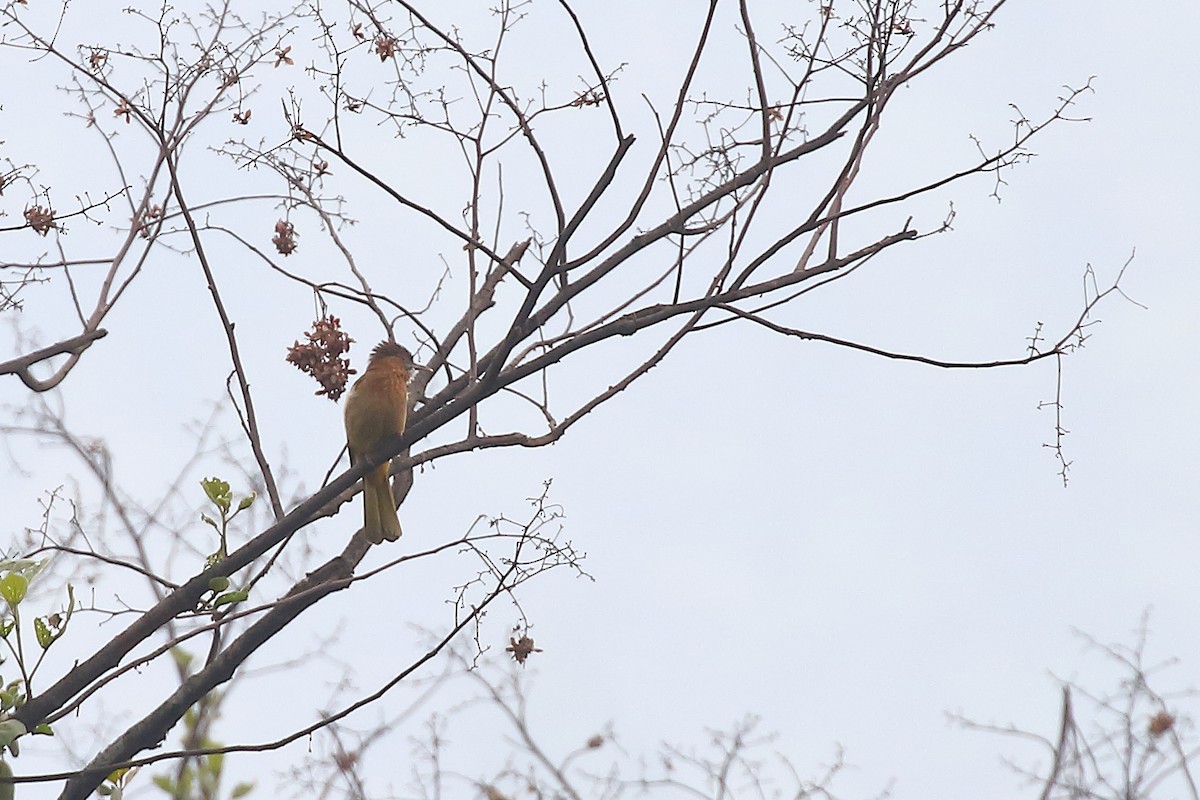 Mountain Bulbul - ML618376431