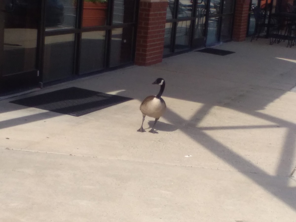 Canada Goose - Daniel Gassaway