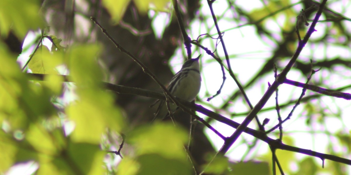 Cerulean Warbler - BJ dooley