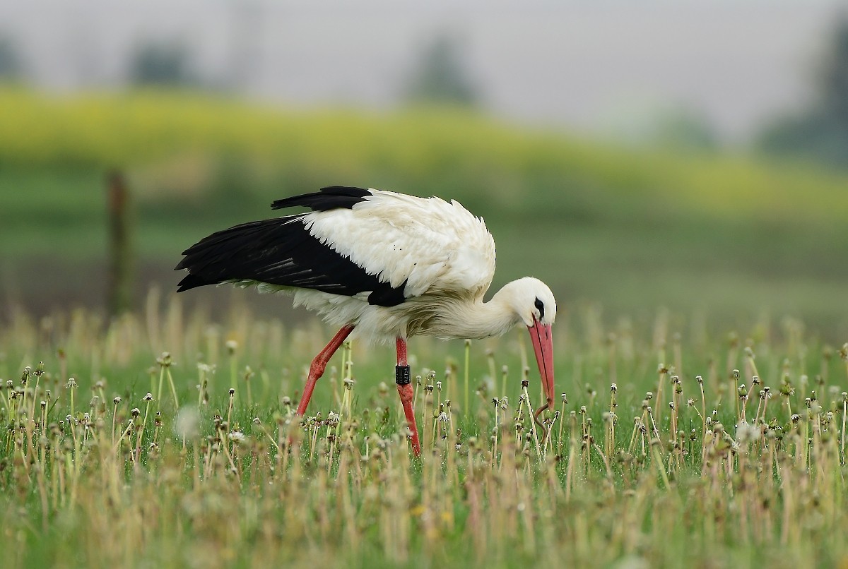 White Stork - ML618376462