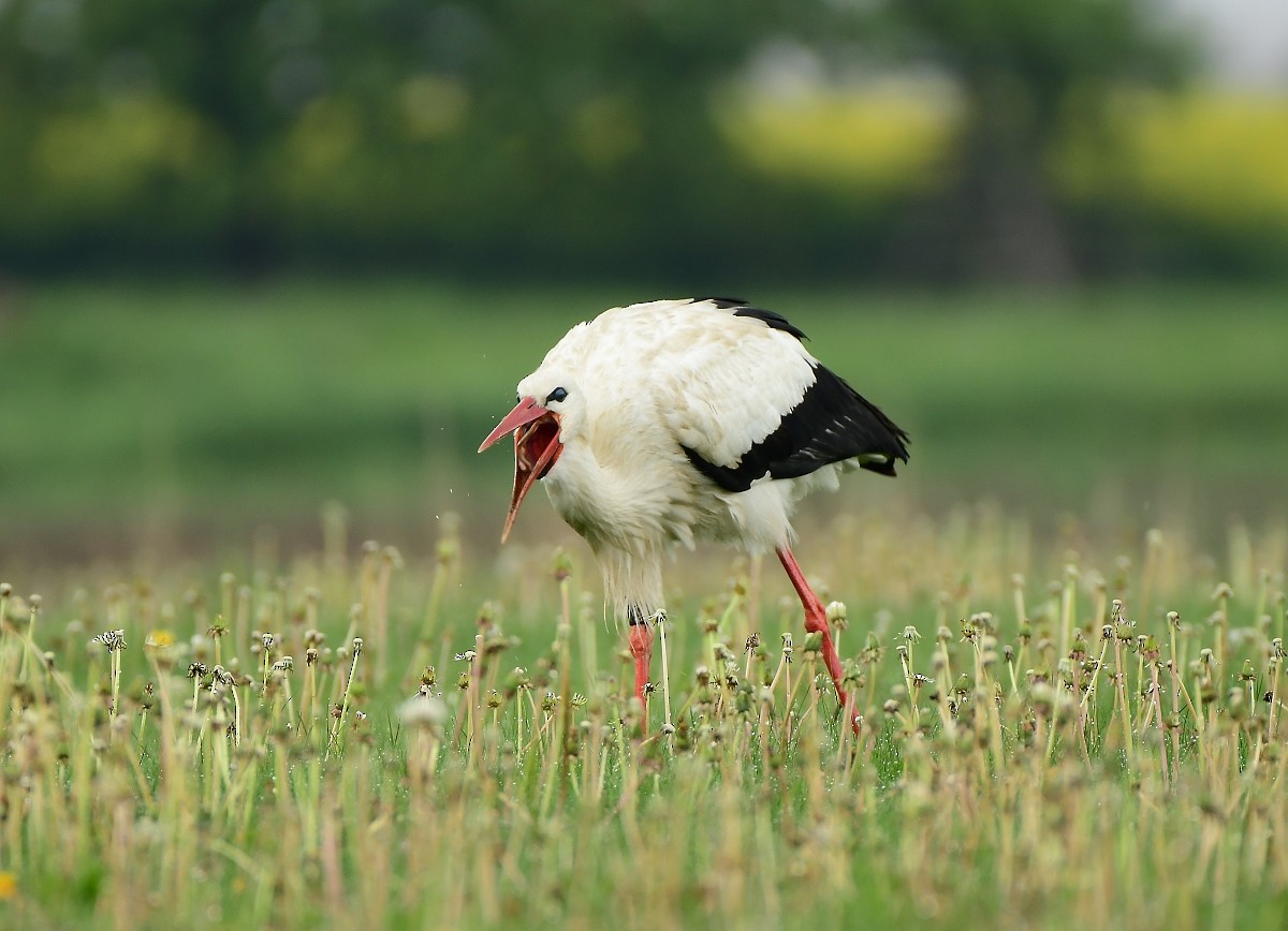 White Stork - ML618376463