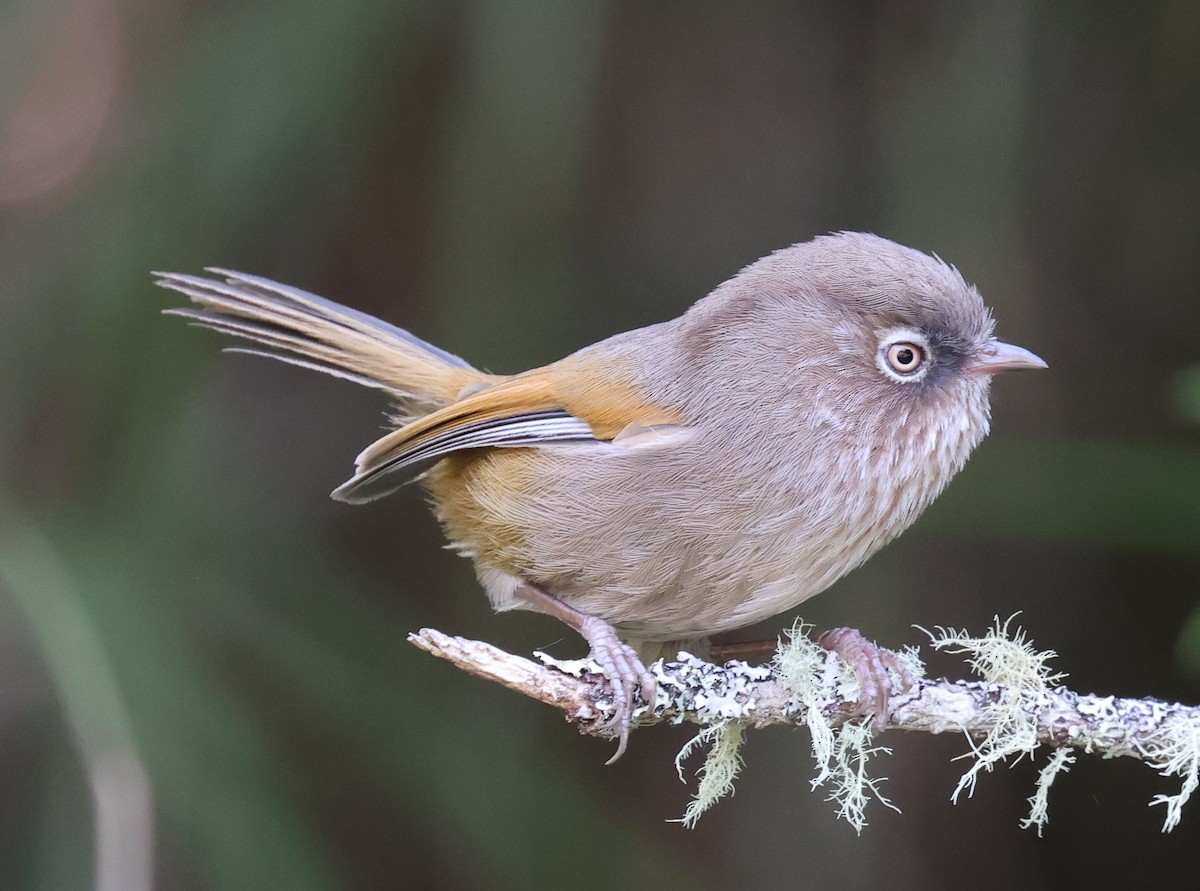 Fulvetta de Taïwan - ML618376480