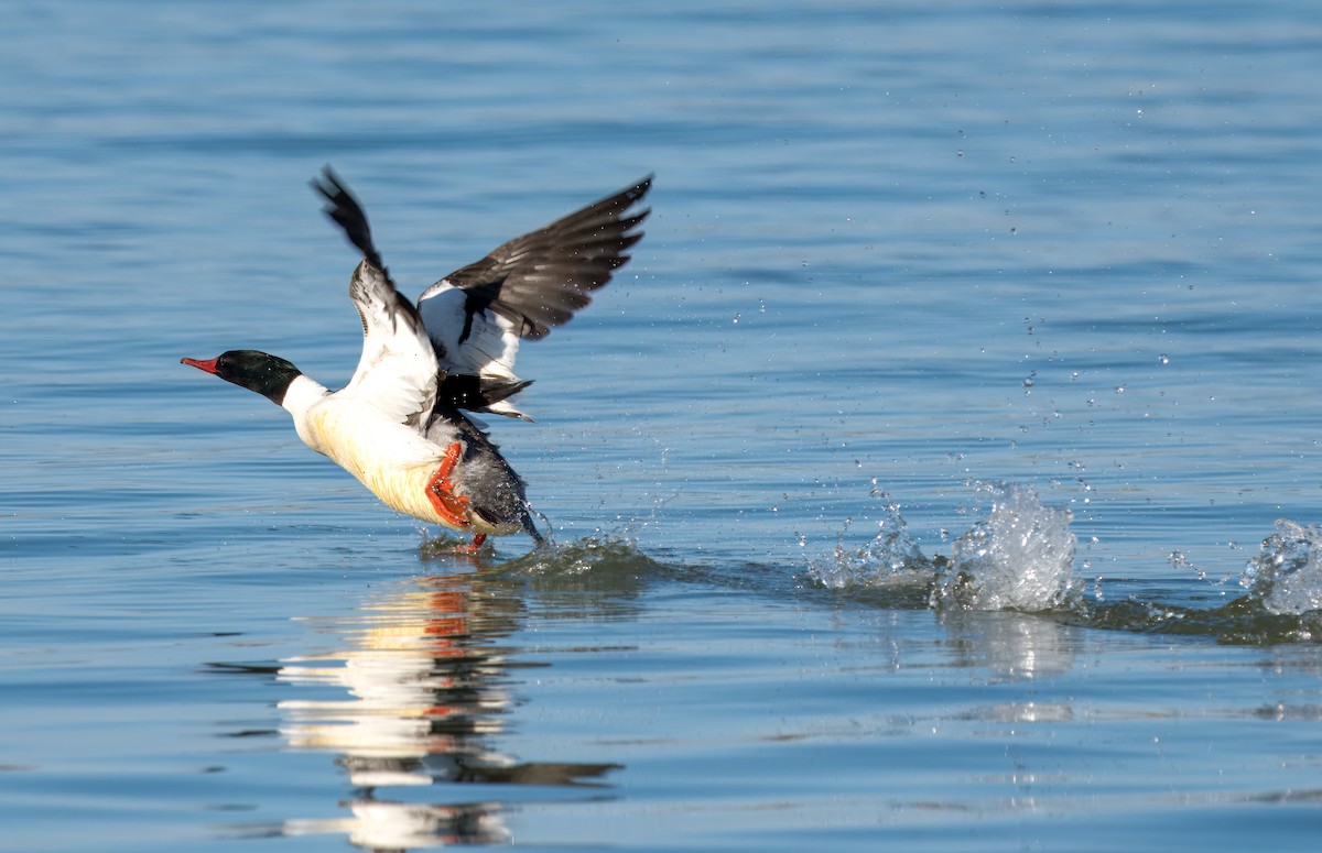 Common Merganser - ML618376493